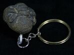 Real Phacops Trilobite Keychain #4726-1